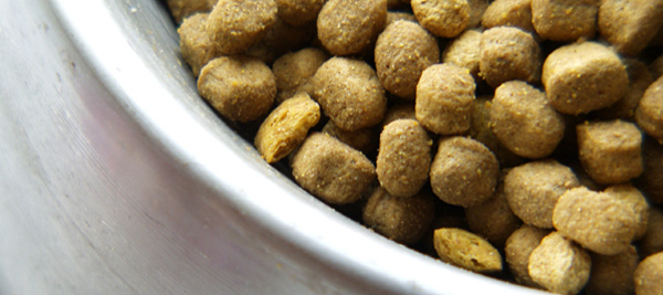Dogfood Bowl