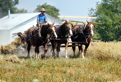 simple amishfarmer400