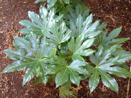 fatsia425