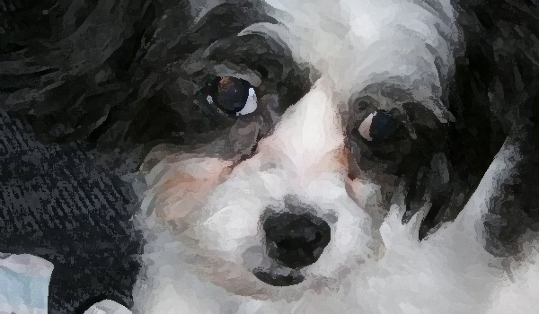 Down Home: Life would be simpler if my dog could talk