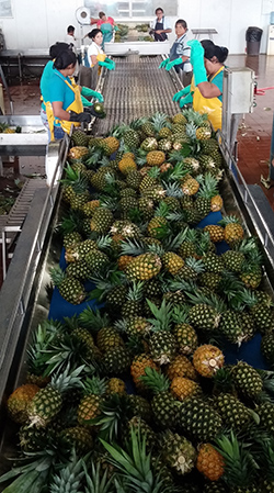 Pineapples2014 250