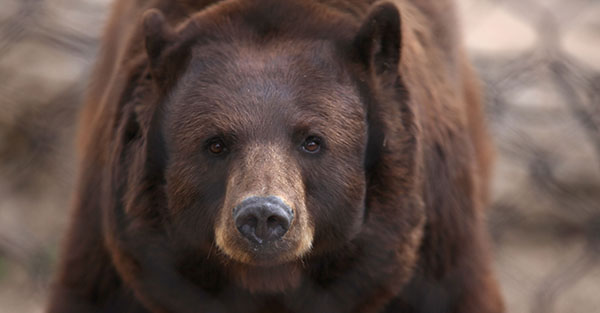 Bears for Leadership Reform supports open meetings legislation